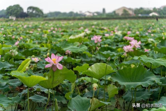 涉江采芙蓉原文及翻译，《涉江采芙蓉》原文及翻译（涉江采芙蓉六首：涉江采芙蓉）
