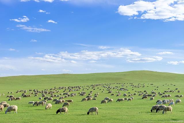 草原旅游去哪里好草原旅游胜地，草原旅游胜地有哪些（来这个内蒙最美的草原吧）