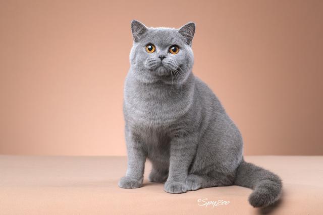 好听的布偶猫高端名字，猫名怎么取比较旺主人（你家猫咪名字有上榜吗）