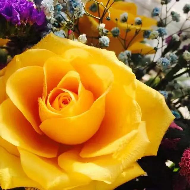 鲜花图片，鲜花图片下载 免费（分享图片：60款精美花卉图）