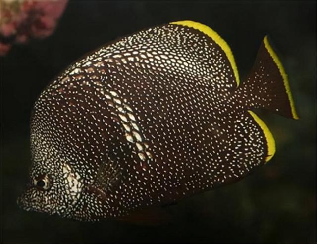 雪龙鱼的做法和配方，鳕鱼的烹饪方法（一条鱼抵得上一栋别墅）