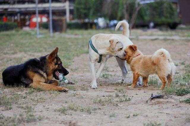 狗可以近亲繁殖吗，狗狗之间存在近亲繁殖吗（为何狗狗不仅会近亲繁殖）