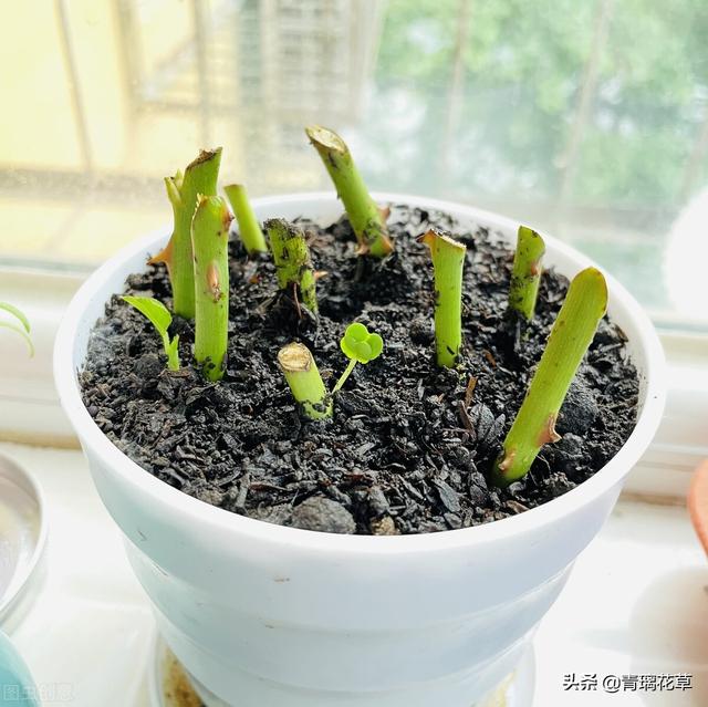 爬藤蔷薇怎么种，爬藤蔷薇有哪些（想养爬藤花木就选这种吧）