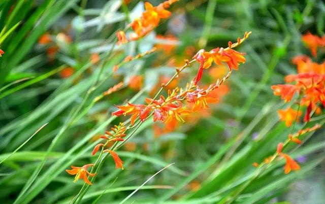 什么葱茏四字词语，关于葱葱茏茏的词语（有关仲夏的古诗词）