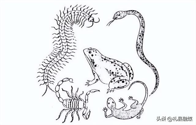 蜈蚣和蛇的毒哪个厉害，为什么身为五毒之一的蜈蚣