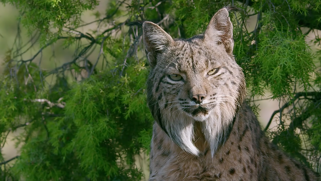 藏獒和狼谁厉害，【藏獒和狼谁厉害】藏獒和狼谁更厉害战斗力对比（新一代“森林之王”猞猁）