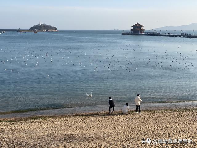 青岛野生动物园，青岛野生动物园开放时间（从动物园的搬离看青岛老市区的复兴）