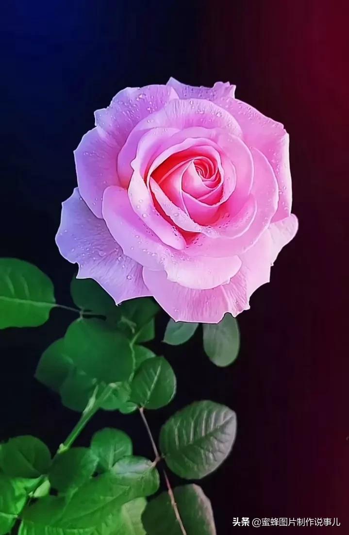 粉色玫瑰图片手机壁纸图片