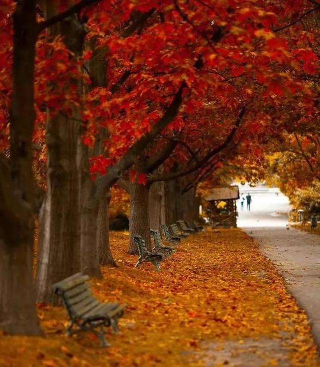 秋天是一个什么样的季节，秋天是一个什么样的季节写一段话（分享绝美秋色：叠翠流金）