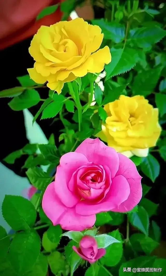 七夕节的图片，七夕浪漫情人节，玫瑰壁纸（七夕节的图片）