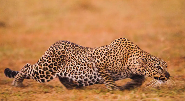 花豹为什么吃猎豹，花豹会捕食猎豹吗（却被吃素的箭猪刺伤）
