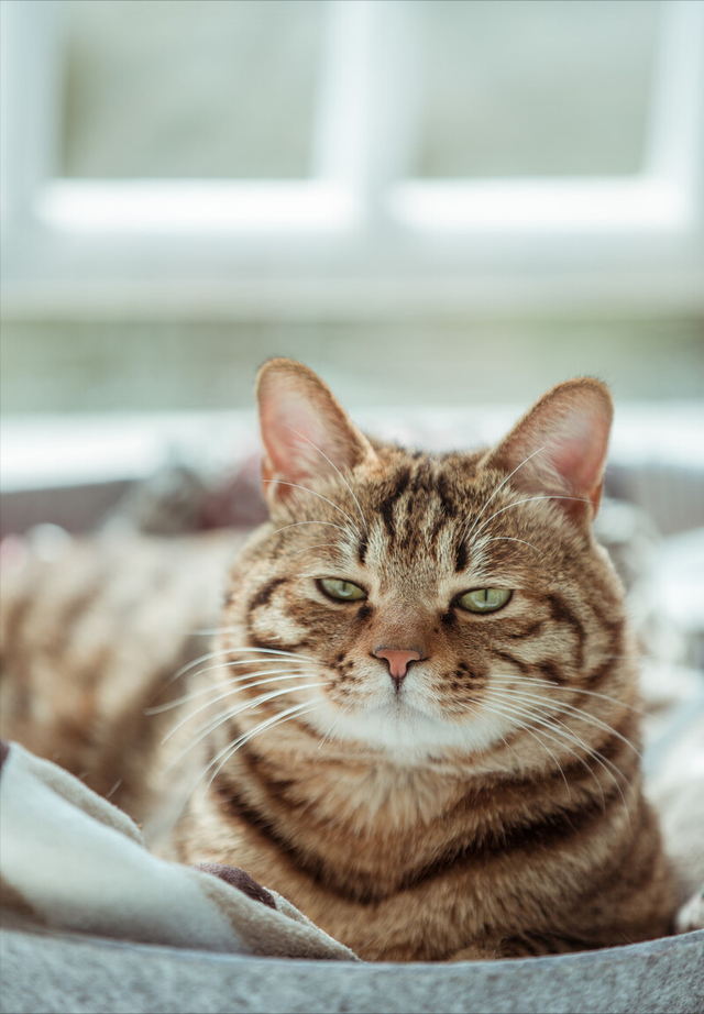 三种适合家养的猫，这四种猫“体味”轻