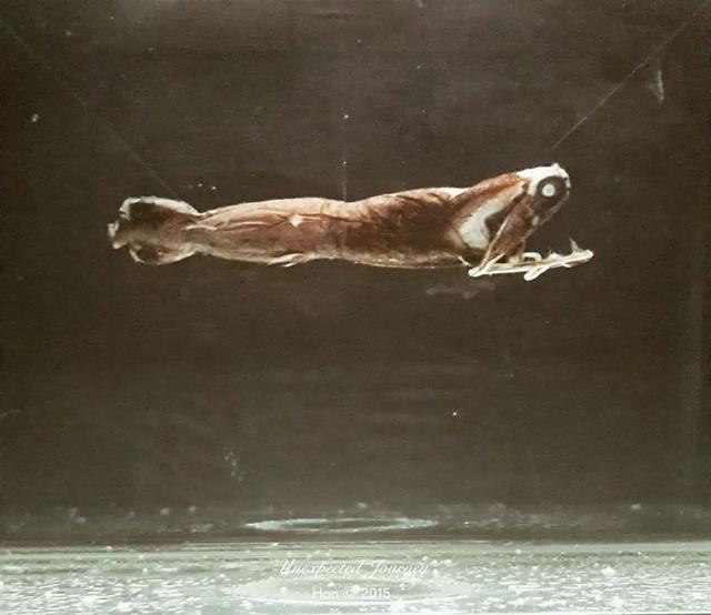 什么是具足虫，具足虫平安名堇（窥探奇异生物的世界）