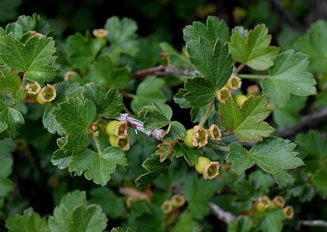 中国稀有水果，中国稀有水果名称大全（盘点世界上最稀有的6种水果）