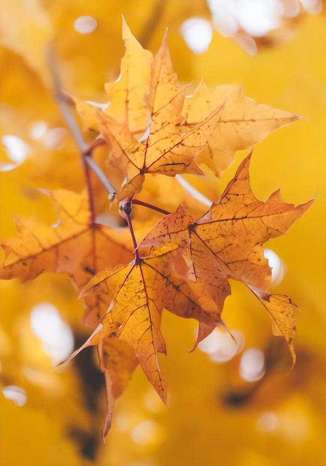 秋分日是几月几日，秋分是几月几日（秋分 ， 一年中最美的时节）