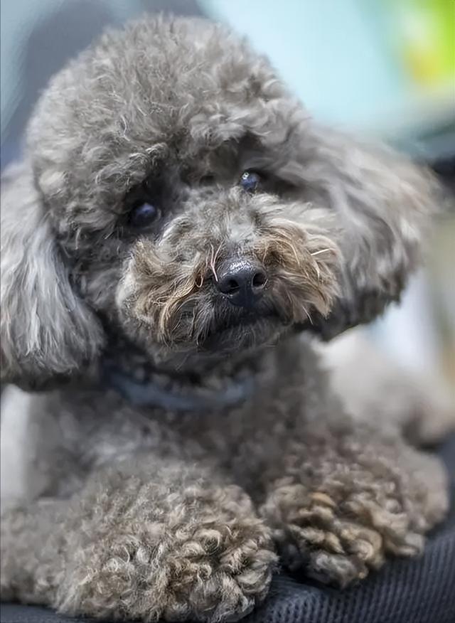 巨贵犬多少钱一只，黑色巨贵犬多少钱一只（“泰迪”和“巨贵”）