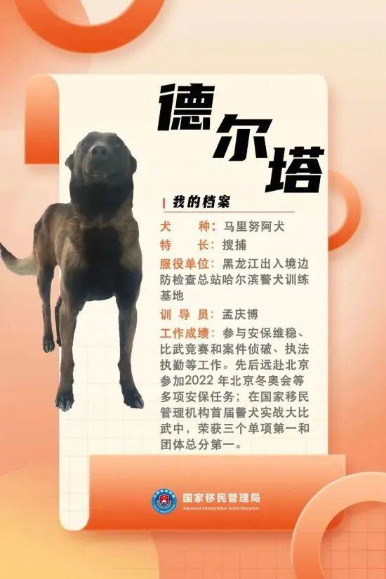 汪汪队立大功百科,汪汪队立大功人物介绍(国家首批功勋犬简历曝光) 汪汪队立大功百科,汪汪队立大功人物介绍(国家首批功勋犬简历曝光)