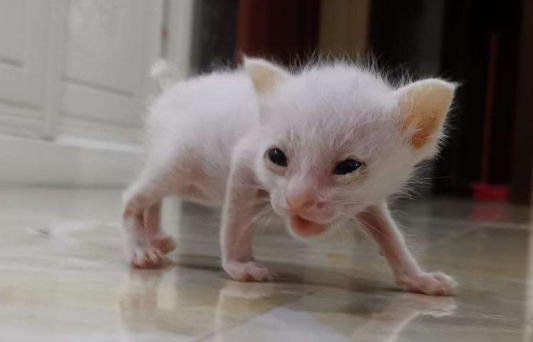 刚出生的小猫怎么养，刚出生的小猫怎么养,能喝纯牛奶吗（新生猫的养育注意事项有哪些）