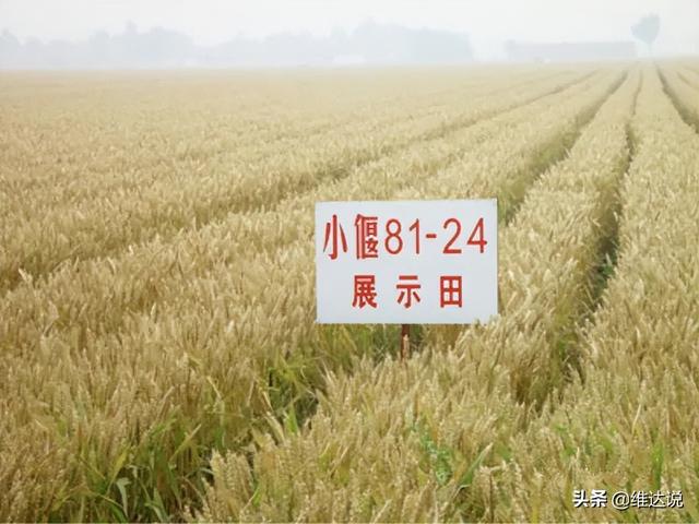 小米是什么农作物，粟是什么农作物（五谷之首的小米为何被四千多年前从西亚传入的小麦取代主粮地位）
