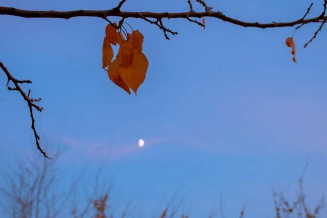 清夜是什么意思，香港夜清是什么意思（​八首清夜诗词：觅一处静谧）