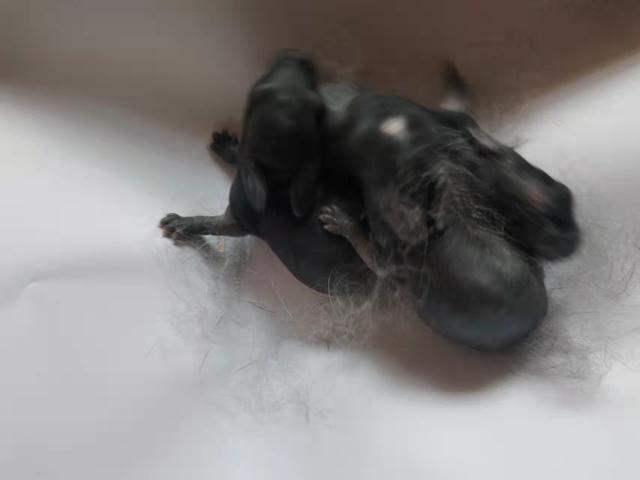 兔子怎么养它会和你熟，兔子养久了会认识主人吗（快冻死的小兔子如何抢救）