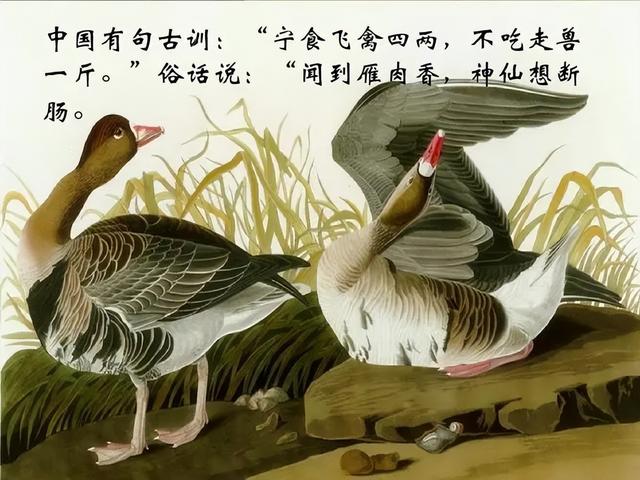 飞禽是指什么动物，飞禽是指什么动物图片（“宁吃飞禽四两）