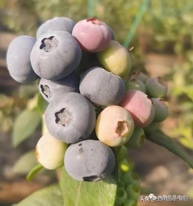 蓝莓产地主要在哪个省，蓝莓产地主要在哪个省最好（中国蓝莓主要产地分布及品种介绍）