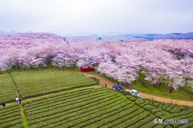 中国樱花是什么季节开，樱花是什么季节开的呀（贵州平坝70万株樱花即将盛开）