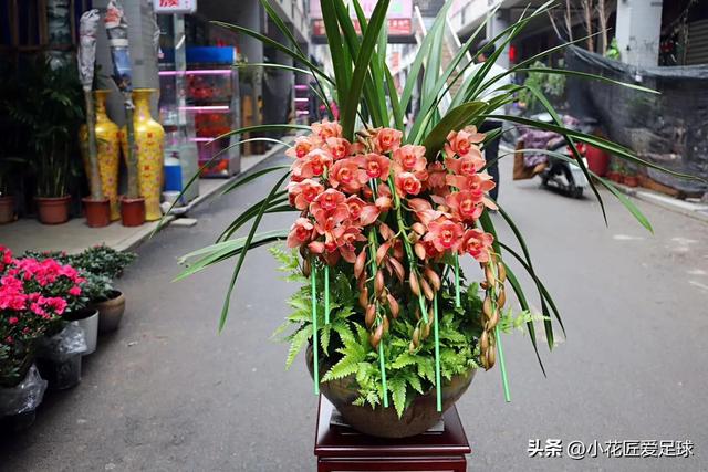 鲜花图片大全真实照片，真实水果图片（近100张鲜花美照诠释不一样的年味儿）