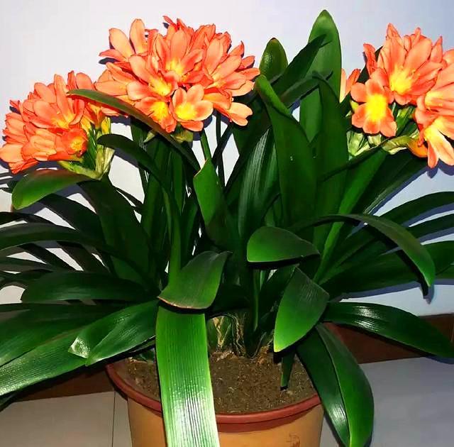 纯氧气能吸吗，纯氧气可以呼吸吗（建议养些“健康花”）