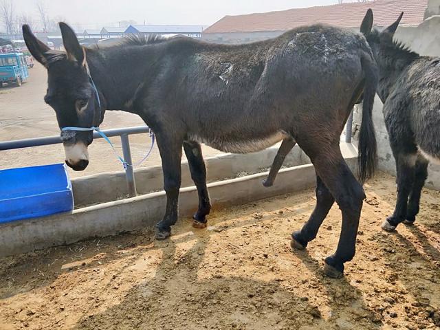 马属于什么类动物，马是属于兽类吗（马看上去处处比驴强）