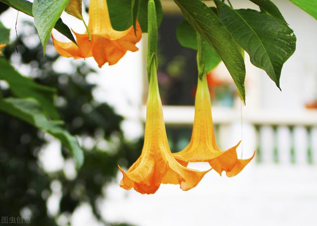 适合盆栽的花卉 ，好养易活的盆栽花卉（“花旺人不旺”）