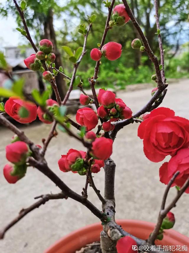 长寿花花语象征与寓意，长寿花的寓意和象征意义（“寿命长”的10种花）