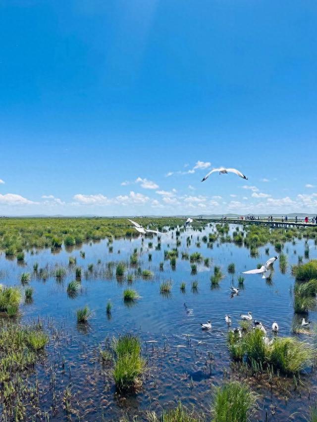 若尔盖花湖生态旅游区2023.6.30