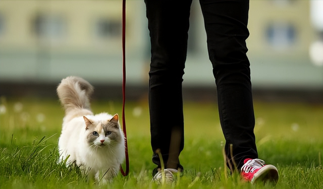 猫咪对主人有感情吗，猫咪对主人会有感情吗（猫咪会对主人产生强烈的“依恋关系”）