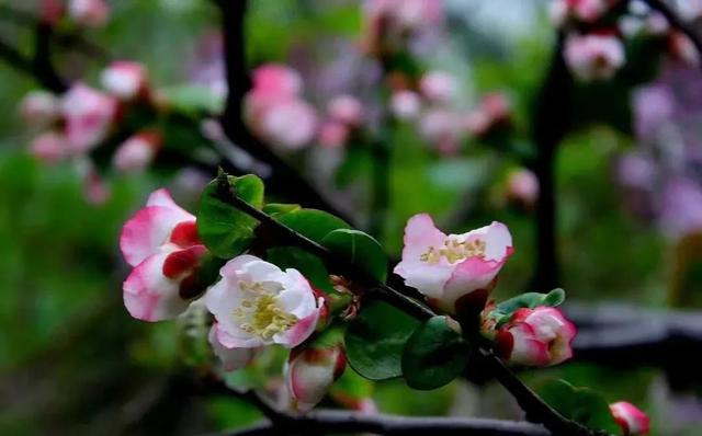 海棠花的花语和寓意，海棠的花语和寓意（海棠花已开，“四品”如何区分）