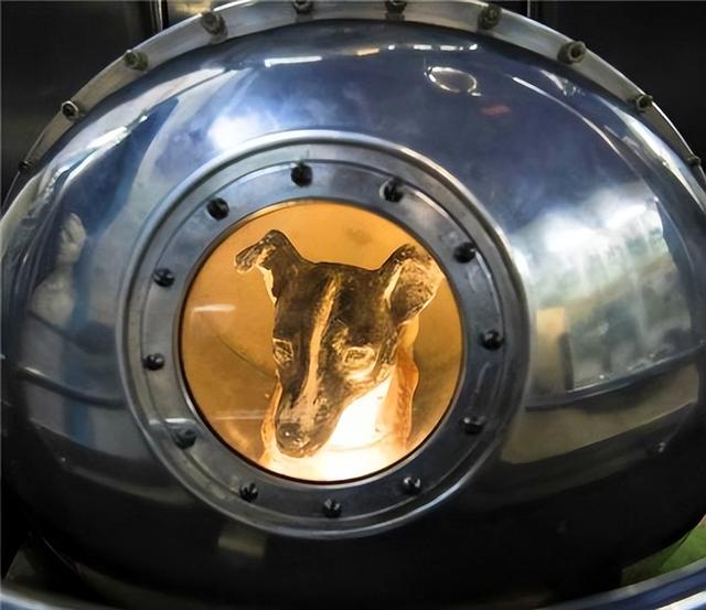 猩猩的寿命，野生大猩猩的寿命（一只黑猩猩被美国送上太空）