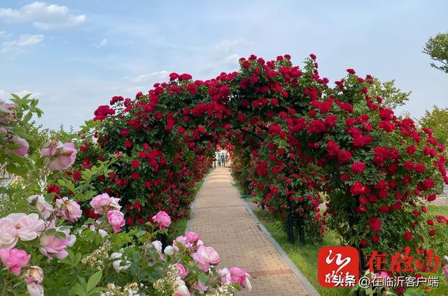 临沂市花是什么花，临沂盛产什么花（临沂中心城区赏花指南上线）