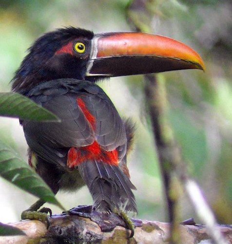 巨嘴鹦鹉(巨嘴鸟) - 赤虎壹号