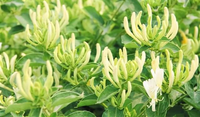 花，花好月圆人长久（72种鲜花欣赏图片）