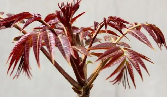 春游采摘文案，秋游采摘文案（来一个踏春赏花摘野菜之约）