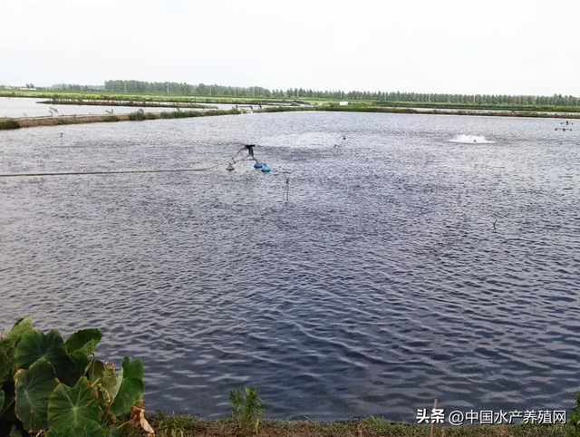 一朝回到解放前，一朝回到解放前的意思（部分虾农或将破产）