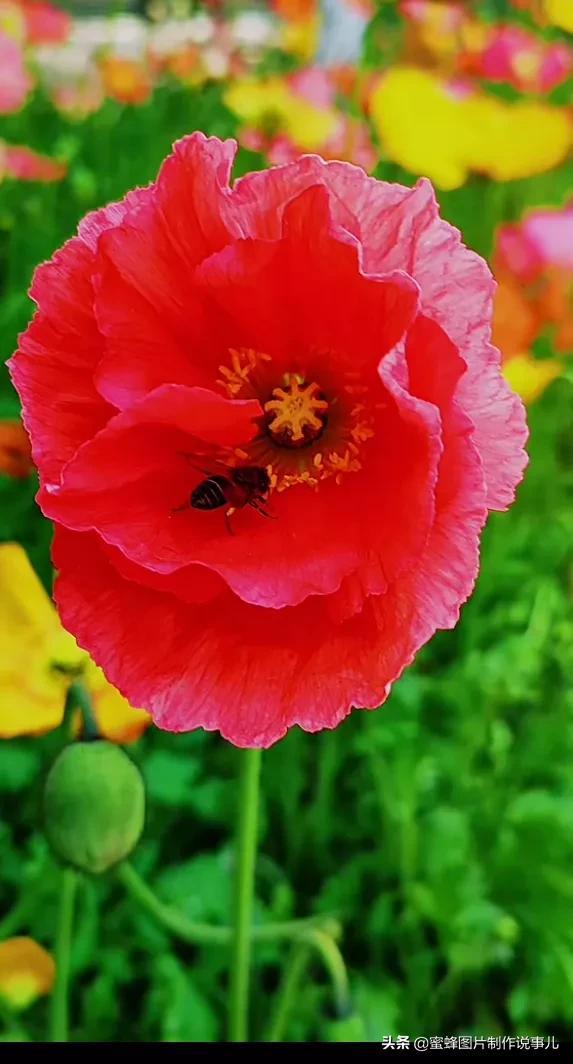 莺歌燕舞是什么季节，柳绿花红莺歌燕舞是什么季节（百花争艳的季节）