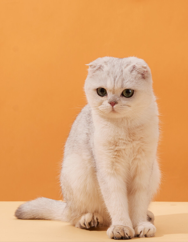 猫的寿命一般有多长，猫咪的寿命最长多少年（这几种猫咪寿命较短）