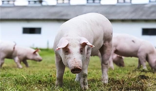 如何养猪，鸡粪如何养猪（科学养猪，养出品质好猪肉）