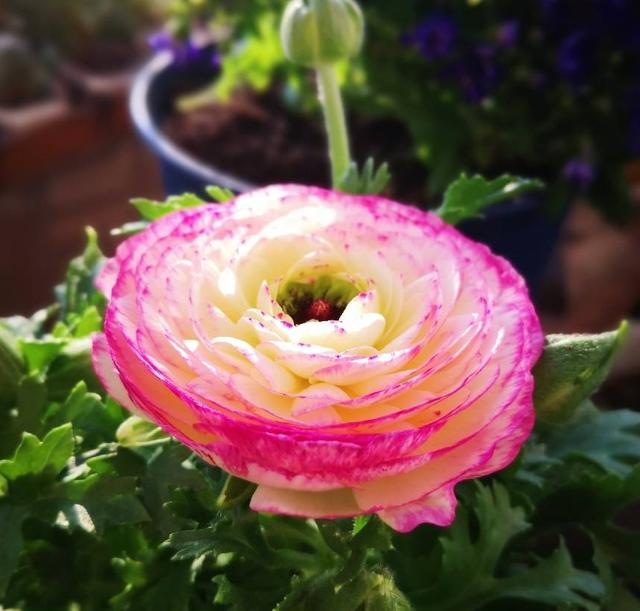 花毛茛，花儿像牡丹、一朵朵盛开、美丽娇艳（花毛茛好养活吗）