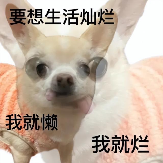 穷穷穷表情包，微信头像，穷穷穷表情包（敷衍的配文）/林芙/（不仅有点傻傻的还很可爱无水印版）