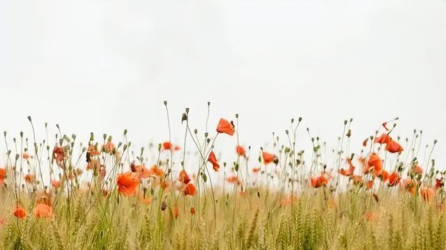 数据分析法是论文研究方法吗，论文常用数据分析方法（论文常用研究方法—案例分析法）