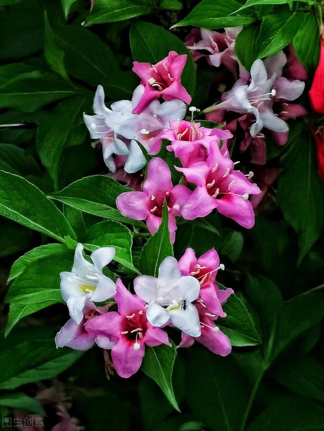 五彩锦带的养殖方法和注意事项，五彩锦带的养殖方法和注意事项有哪些（愿你人生前程似锦、绚丽多彩）