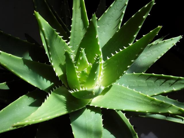 什么花象征长寿，什么花象征长寿之花（号称“养不死”的3种花卉）